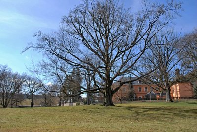 Fagus sylvatica - buk lesní - zimní habitus (19)